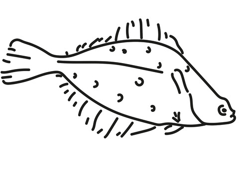 European Flounder Coloring Page